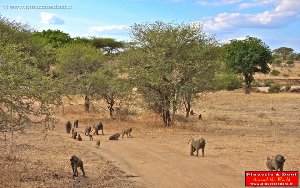 TANZANIA - Tarangire National Park - 16.jpg